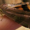 un papillon de nuit qui a une frimousse de mouton 