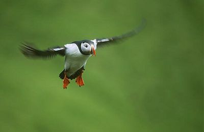 vol puffin