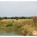 Paysage des marais de l'île d'Olonne