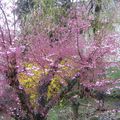 - INSTANT T - Cerisier du Japon -
