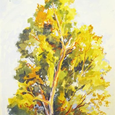  西班牙 一棵树 espagne