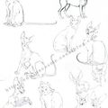 Croquis de Chats pour un projet de BD