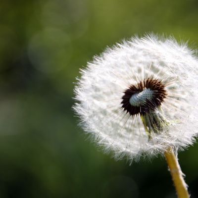 Aigrette de pissenlit
