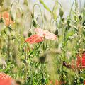 365 - 162 - Poppies !