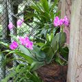 Le jardin des orchidées