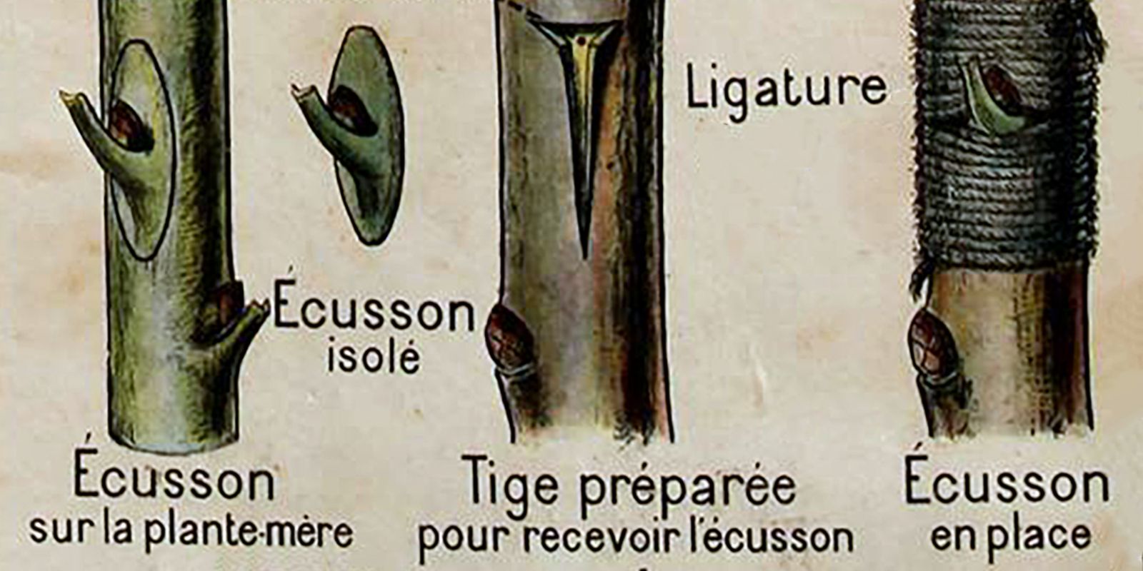 Ecussonnage