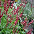 Persicaria amplexicaulis