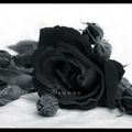 Roses noires....