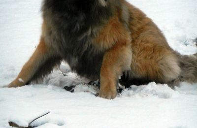 7 décembre 2012, Hulan découvre la neige !