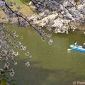 ... Observer les premiers cerisiers en fleurs (4ème partie) !