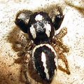 salticidae