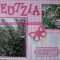 Deutzia