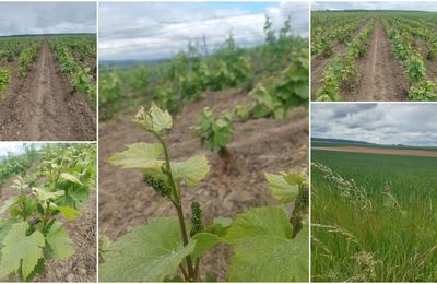 Et les vignes ?