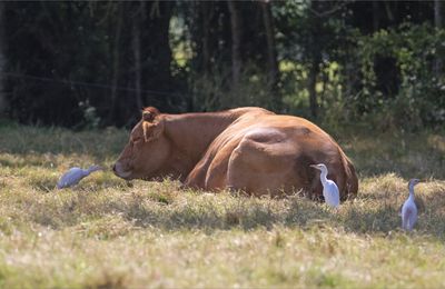 Animaux de compagnie ...