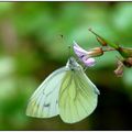 Même pour le simple envol d'un papillon,tout le