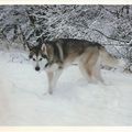 malamute a la neige