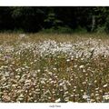 Prairie fleurie en Brocéliande