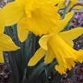 Quelques fleurs dans mon jardin...