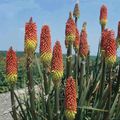 La plante du jour -> le KNIPHOFIA