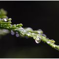 Perles de glace