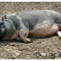 Guédelon, un cochon à la sieste
