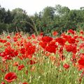 Coquelicot time