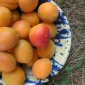 Mon cobbler aux abricots.