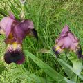 Les Iris du Jardin de la Dame aux herbes... 