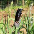 Parc Floral d' Orléans La SourcePremiers Iris 