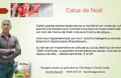 👨‍🌾 Paysagiste pays basque : Schlumbergera Russeliana. Plantes dépolluantes.