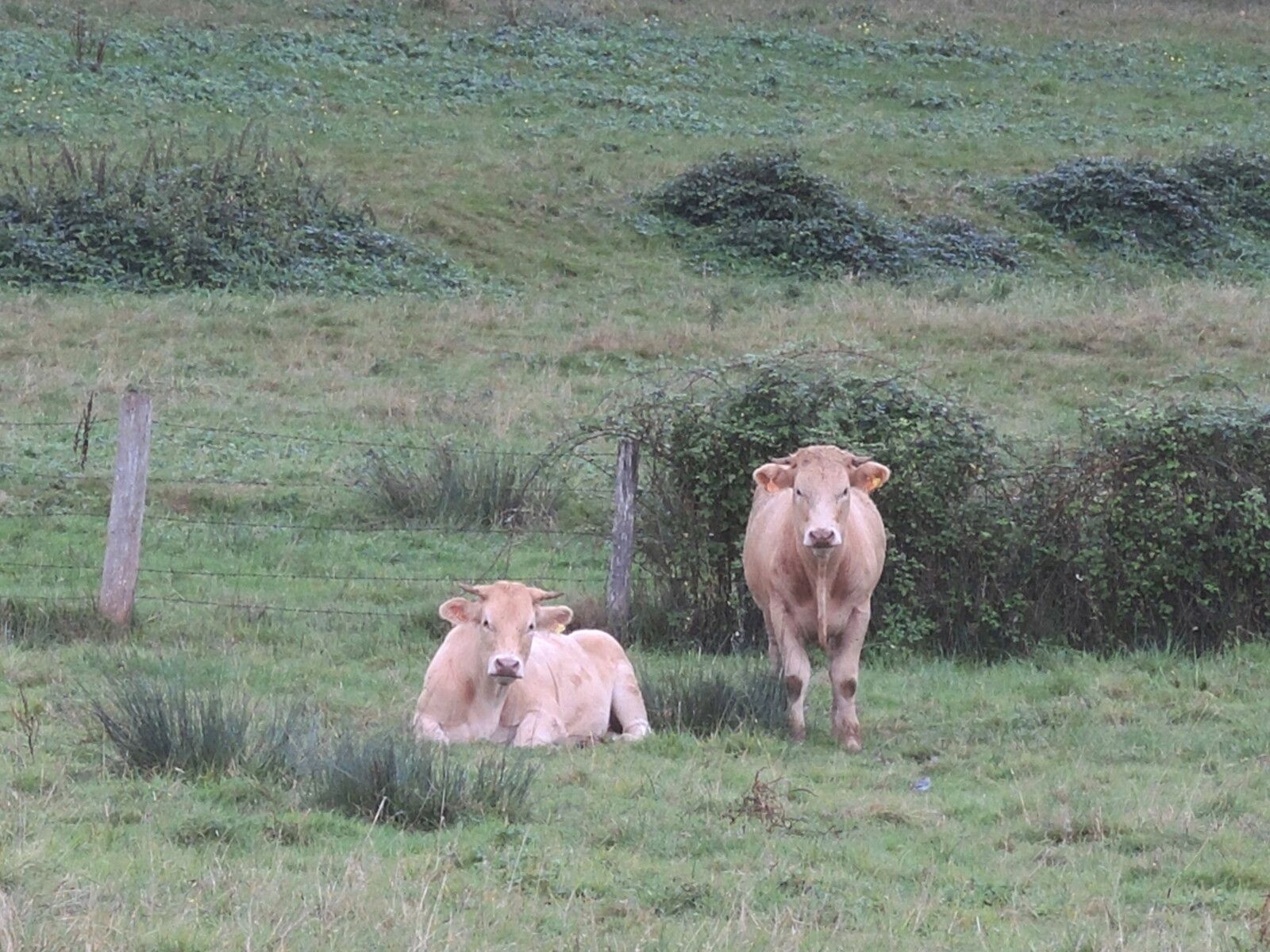 Saint Bonnot, regards de vaches (58)