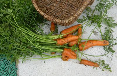  29 - JUILLET - des carottes comme on aime les manger