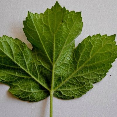 Sujet Niveau 6° : Feuille à feuille