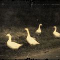 Vintage Geese