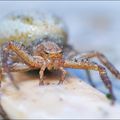 Araignée crabe 1