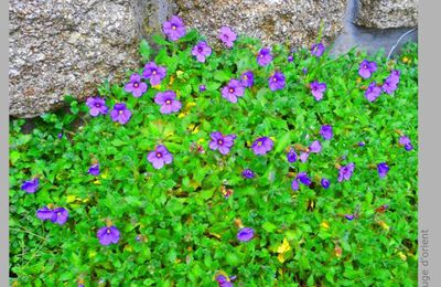 Des aubriettes pour Christian