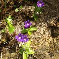 pinguicula grandiflora