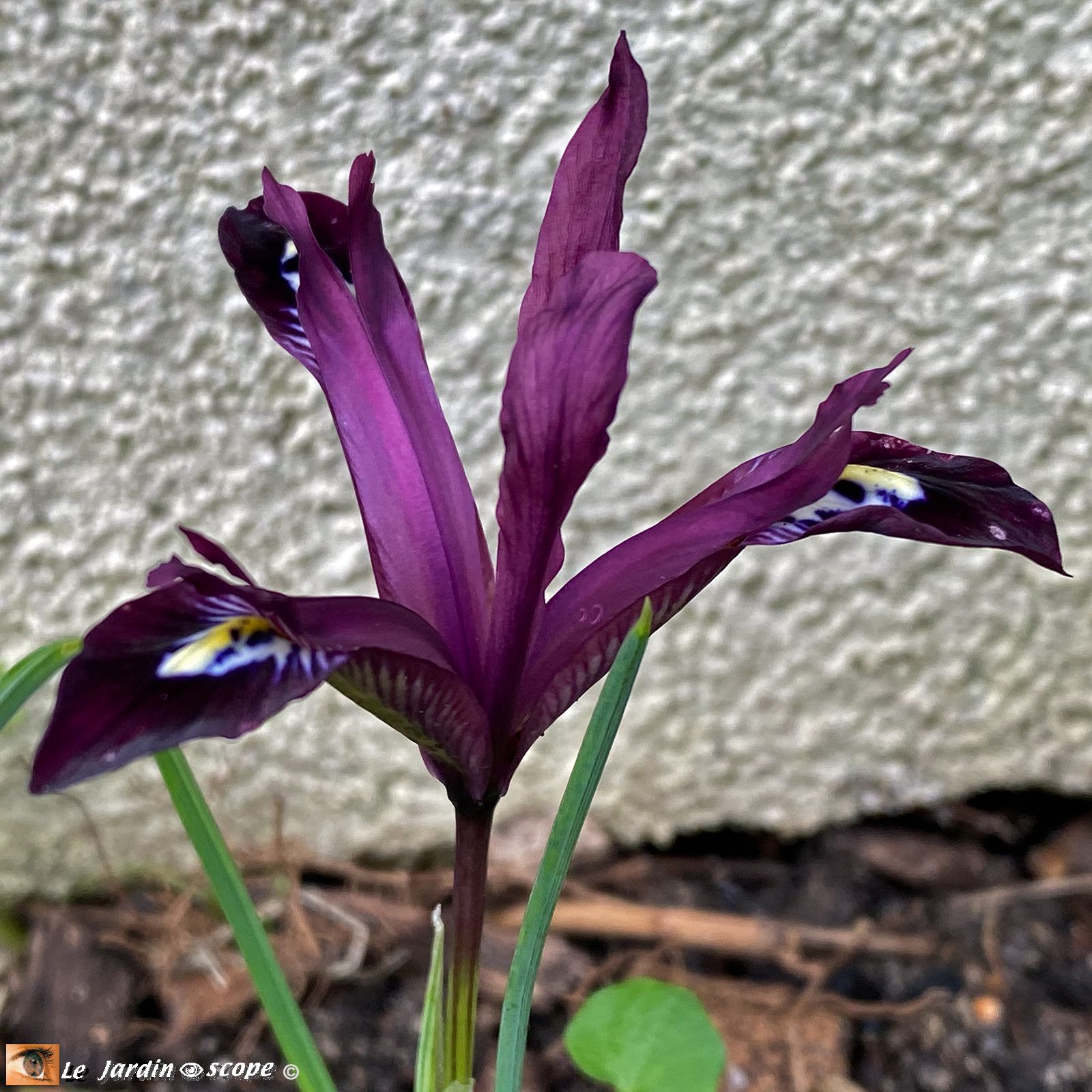 Iris réticulata 'Pauline'
