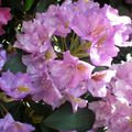 La symphonie pastorale des rhododendrons et azalées