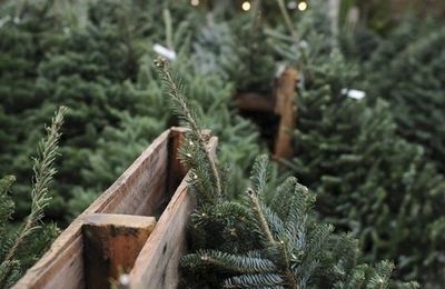 Bon plan : où acheter un sapin de Noël pas cher en 2018 ? 