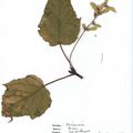 Herbier Acer capillipes Erables aux pétioles filiformes