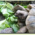 L'alimentation des tortues Le monde des tortues