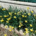 Jonquilles et pensées...