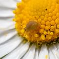 Au rendez-vous des pâquerettes ...