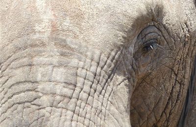 Eléphants 7 - Afrique de l'Est