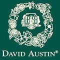 David Austin