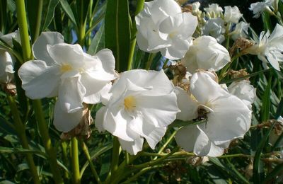 Comment bouturer le laurier-rose ?