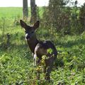 Accident de chasse à Plestin-les-Grèves : piège démoniaque tendu par les forces galactiques de la MégaKonnerie 