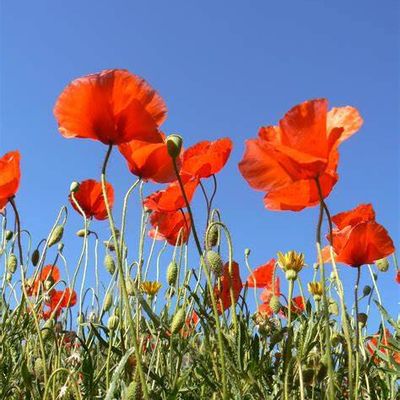 Une visite chez l'orthodontiste en 2020