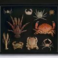 Collection of Crustaceans, Philippines